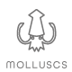 molluscs